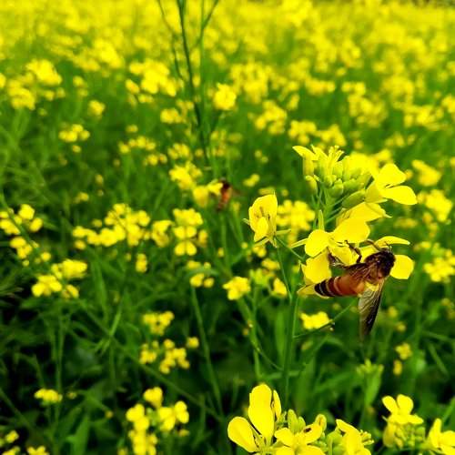 Mustard Flower