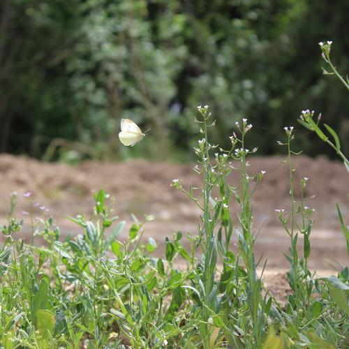 Photo #2414944