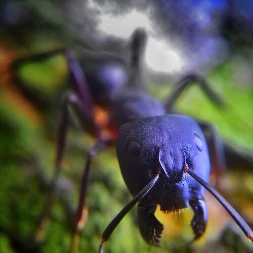 Hungry Ant