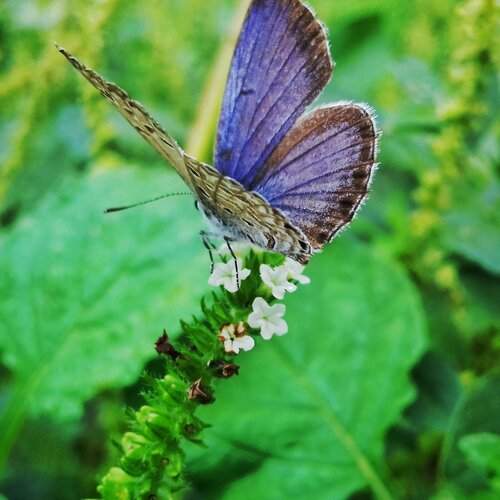 Hungary Butterfly