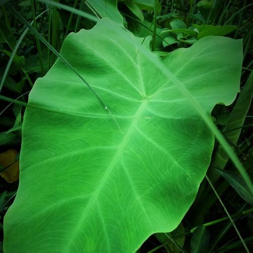 Green leaf