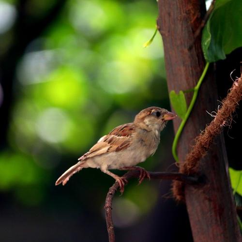 Sparrow
