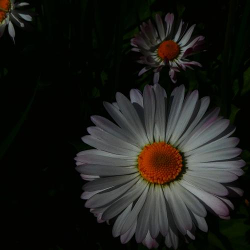daisies