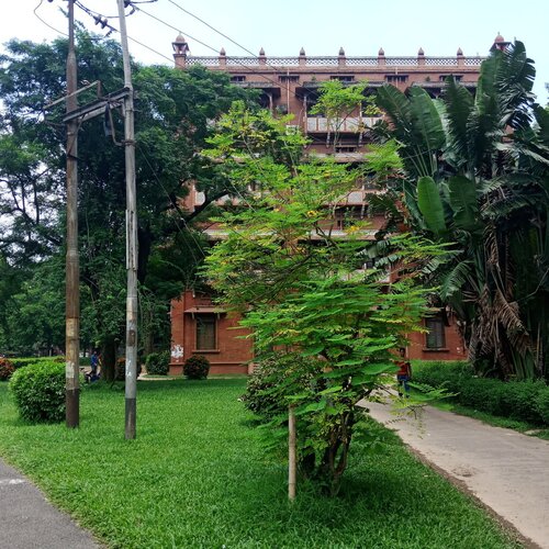 The beautiful Dhaka University campus