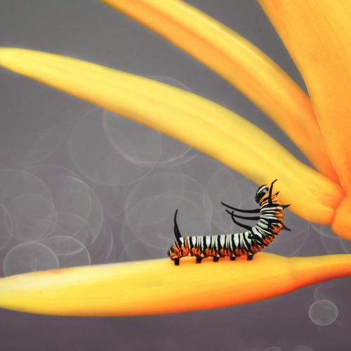 Photo #2418444