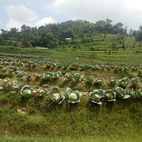 Village farming