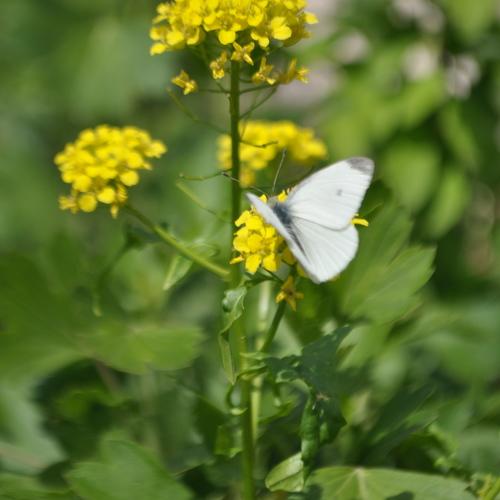 butterfly