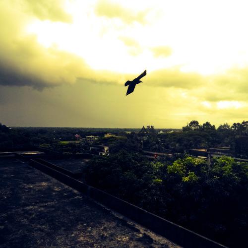 Wings of returning home