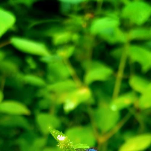 Housefly