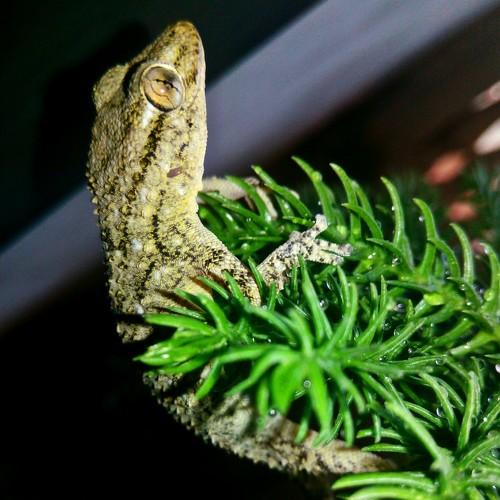 Photo #2420332