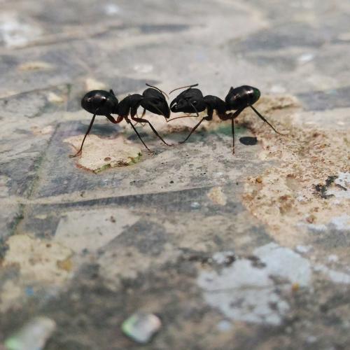 Ant's life