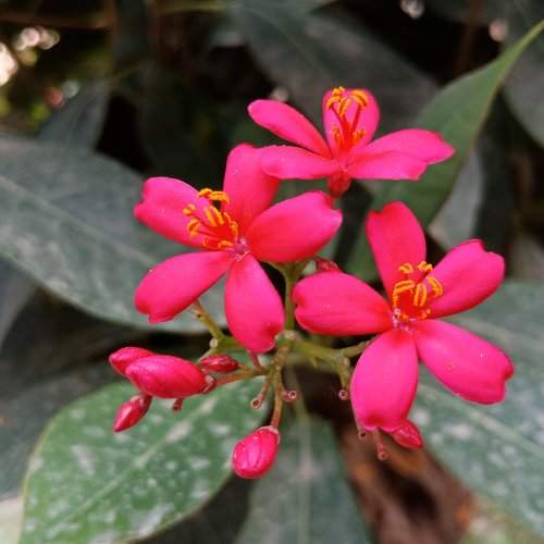 Jetrupa flower