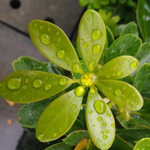Drops of life