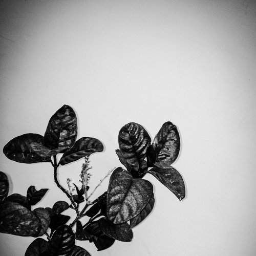 Silvered Twig