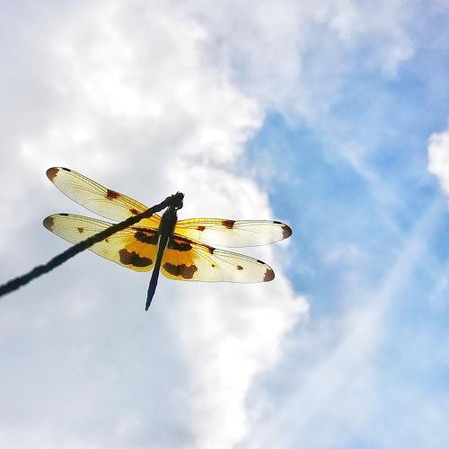 High in the sky