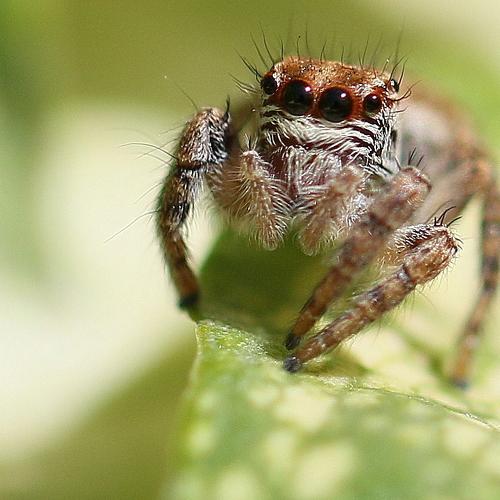 Spider