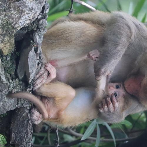 Mother's love