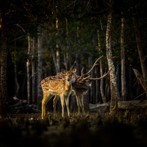 deers in forest