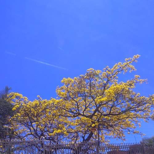 "Araguaney on blue"