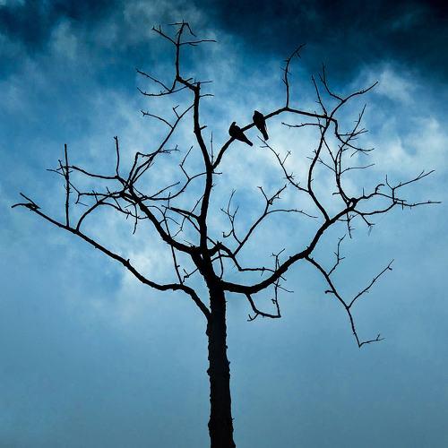 Live in a tree
