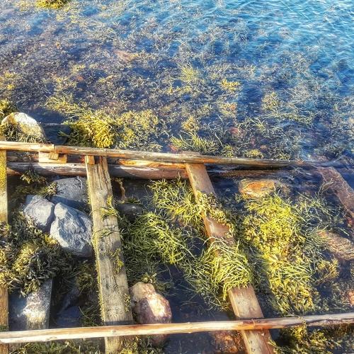 Водоросли Белого моря