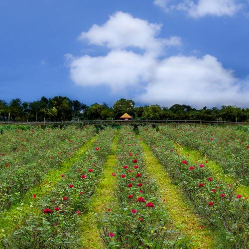 The Rose Garden