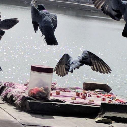 Birds of Flight