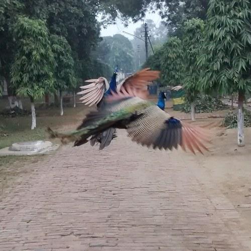 A beautiful peacock