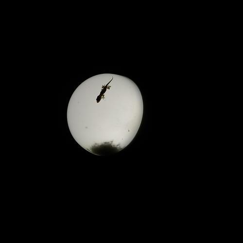 Light and animal