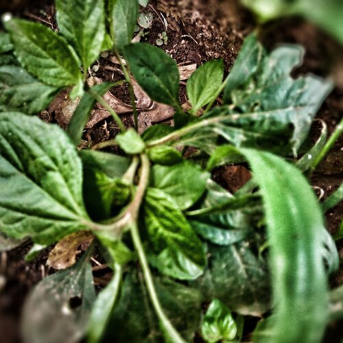 Plant