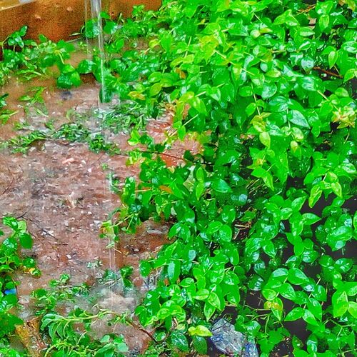 Green plant and Water