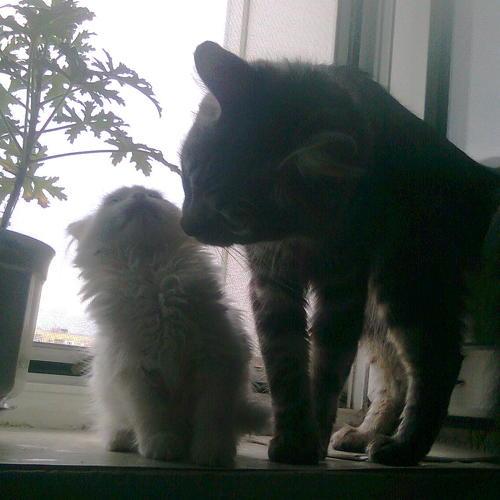 Photo #2432203