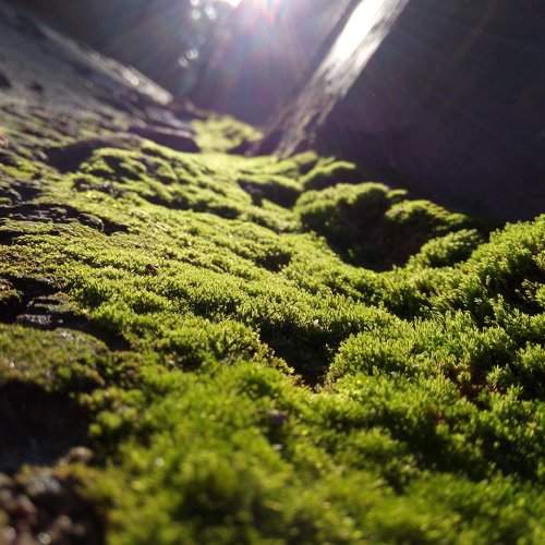 nature