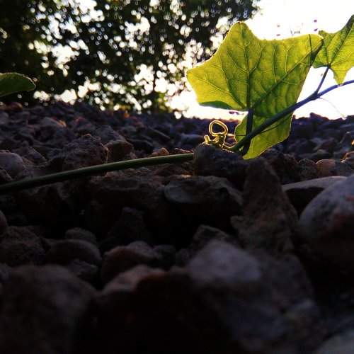 evening nature