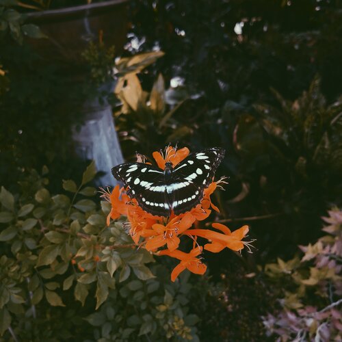 The Beauty of Butterfly