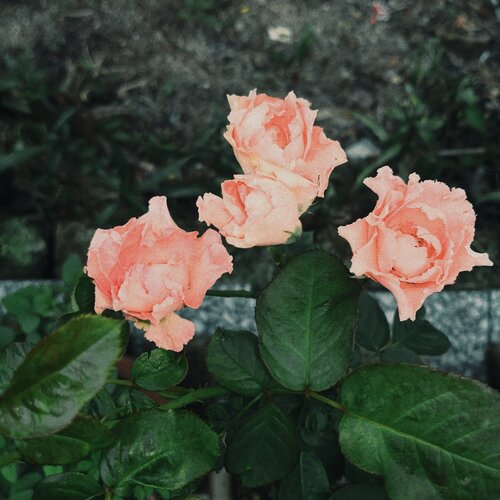 Roses