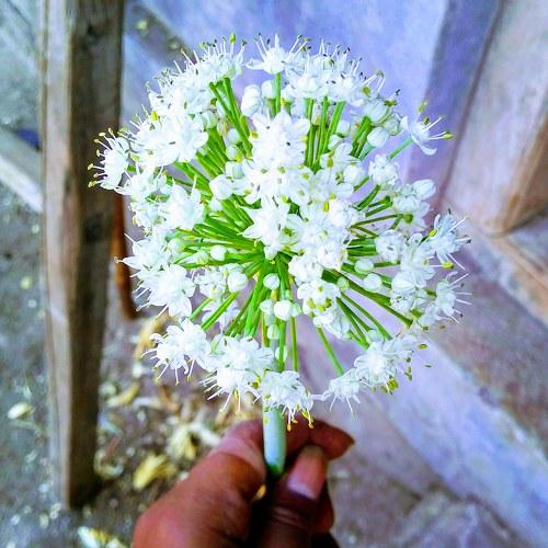 Photo #2432986