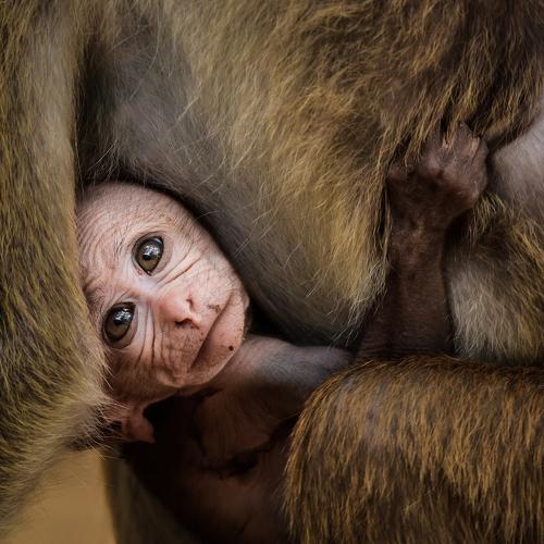 CUTENESS