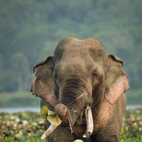 Majestic Tusker