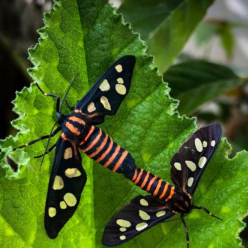 Love on the leaf