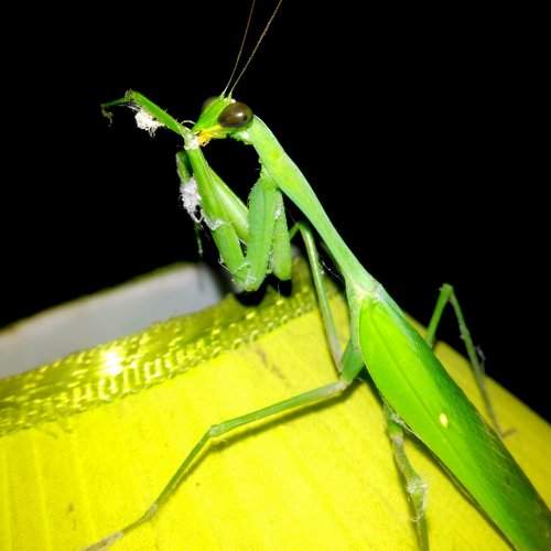 Feeling greeny