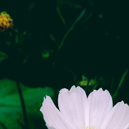 Beautiful yet invisible to the eye in the midst of a variety