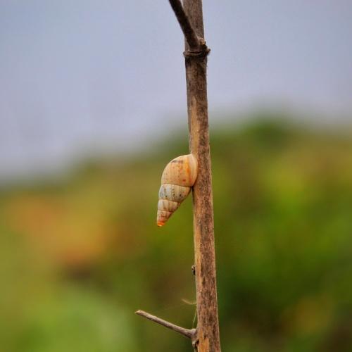 corridor on the stick