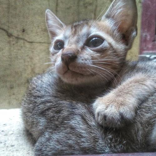 Kitten♥️
