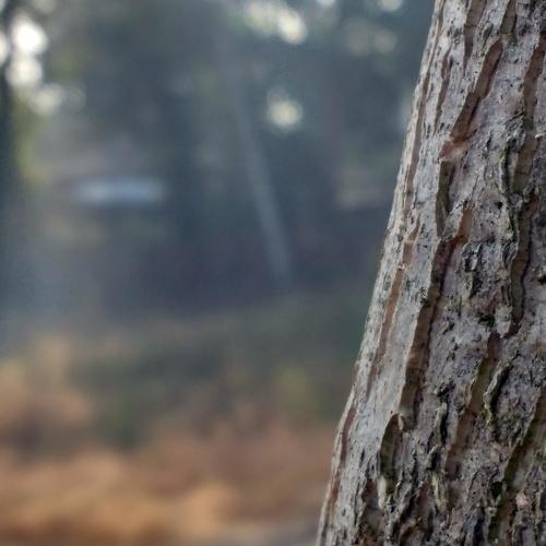 Natural photo without effects