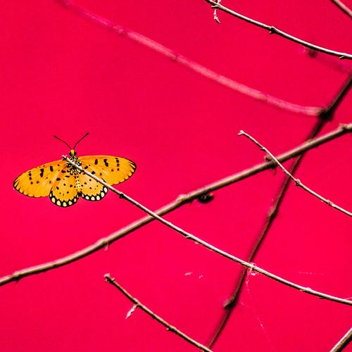 Vibrant butterfly