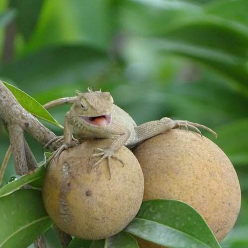 CHAMELEON
