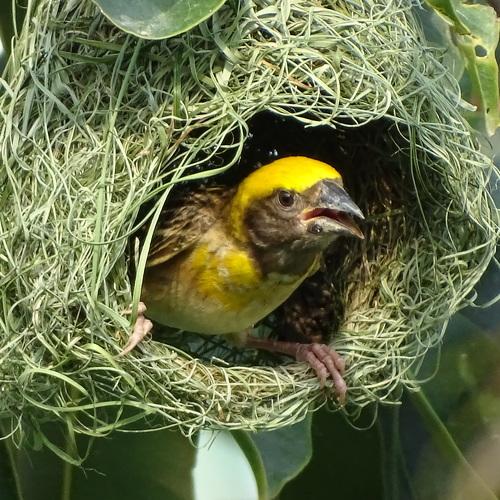 ARTISTIC WEAVER BIRD