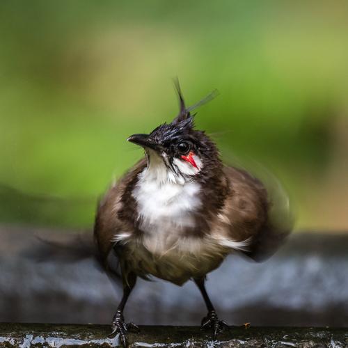 The Dancing Bulbul !!