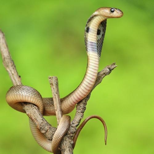 Snake